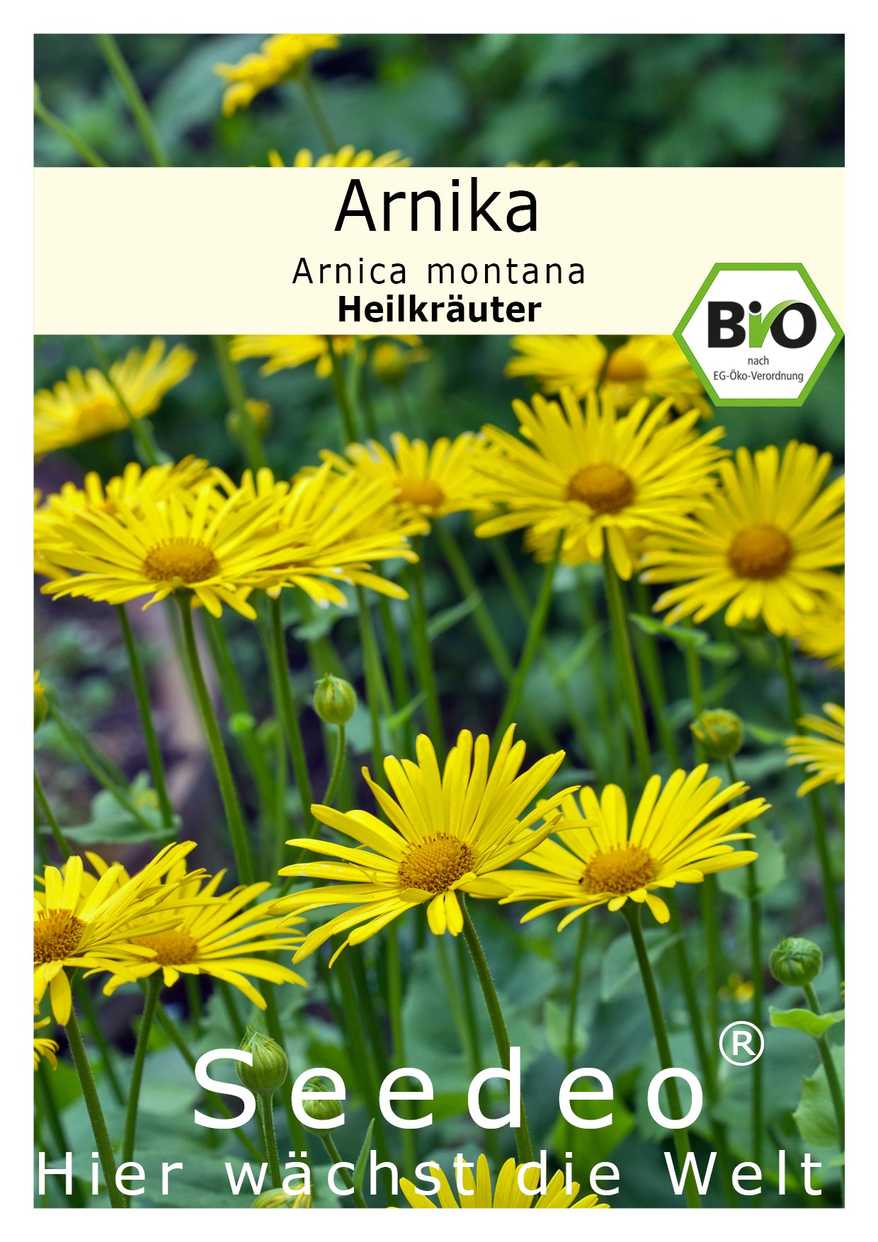 Seedeo® Arnika (Arnica montana) ca. 50 Samen BIO