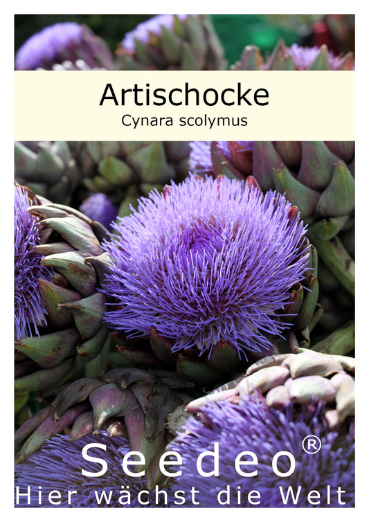 Seedeo® Artischocke (Cynara scolymus) 50  Samen