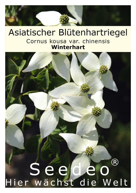 Seedeo® Asiatischer Blütenhartriegel (Cornus kousa var. chinensis) 30 Samen