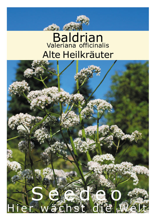 Seedeo® Baldrian (Valeriana officinalis) 200 Samen