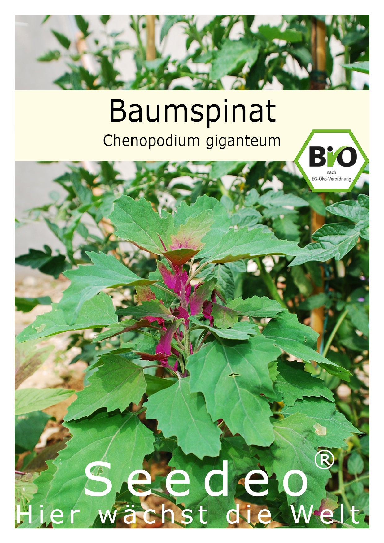 Seedeo® Baumspinat (Chenopodium giganteum) ca 200 Samen BIO