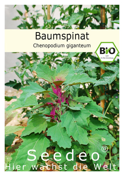 Seedeo® Baumspinat (Chenopodium giganteum) ca 200 Samen BIO