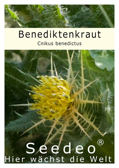 Seedeo® Benediktenkraut ( Cnicus benedictus L. ) 30 Samen