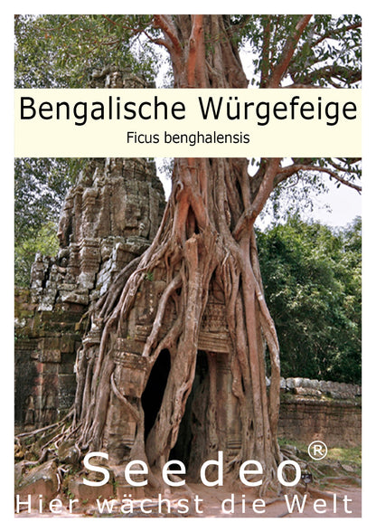 Seedeo® Bengalische Würgefeige (Ficus benghalensis) 100 Samen