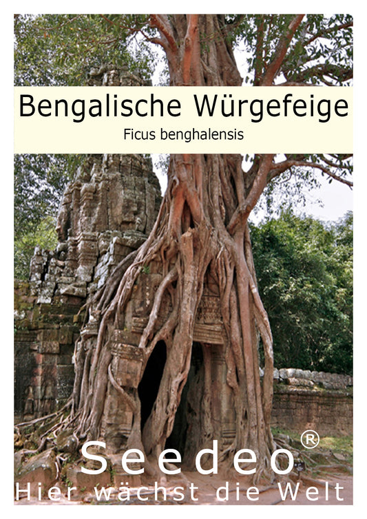 Seedeo® Bengalische Würgefeige (Ficus benghalensis) 100 Samen
