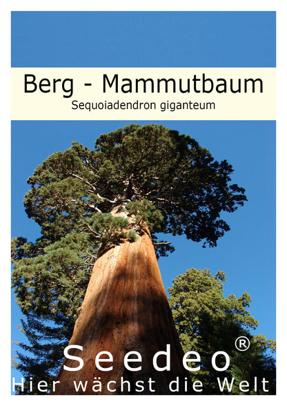 Seedeo® Berg - Mammutbaum (Sequoiadendron giganteum) 50 Samen