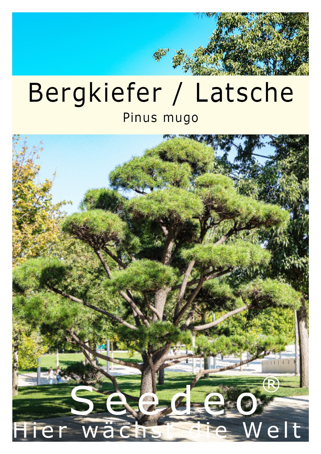Seedeo® Bergkiefer (Pinus mugo) Pflanze ca. 20 cm - 30 cm