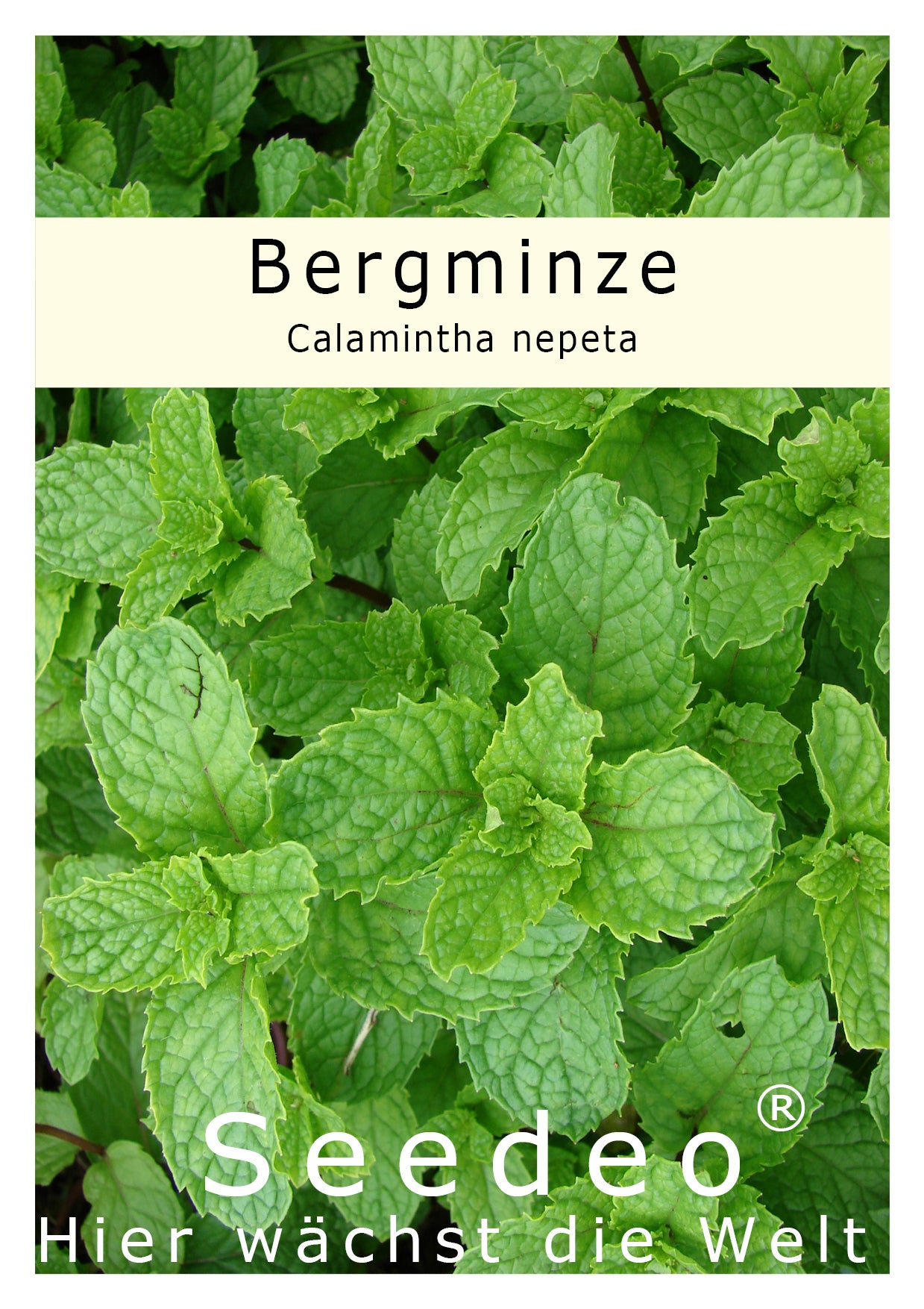 Seedeo® Bergminze  (Calamintha nepeta) 100 Samen