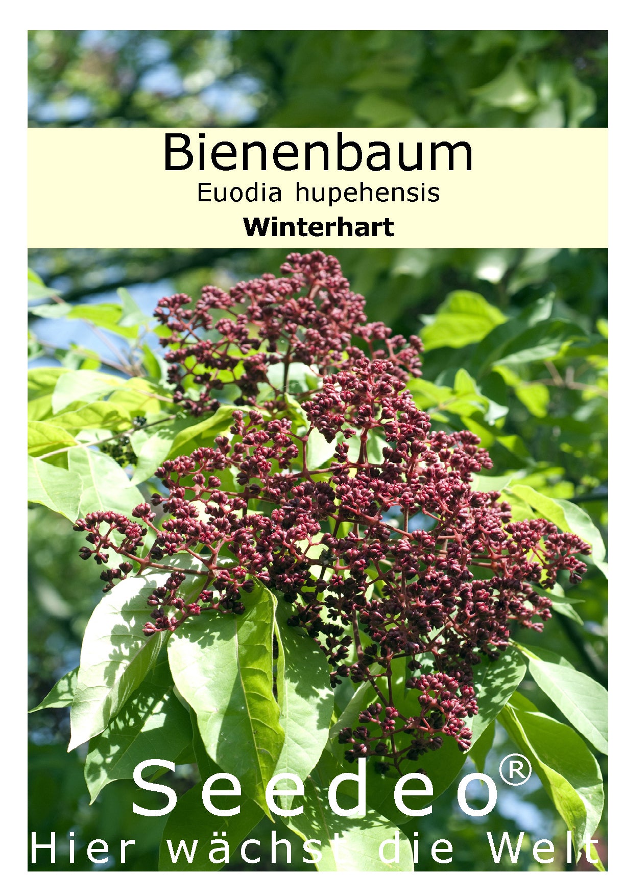 Seedeo® Bienenbaum (Euodia hupehensis) 30 Samen