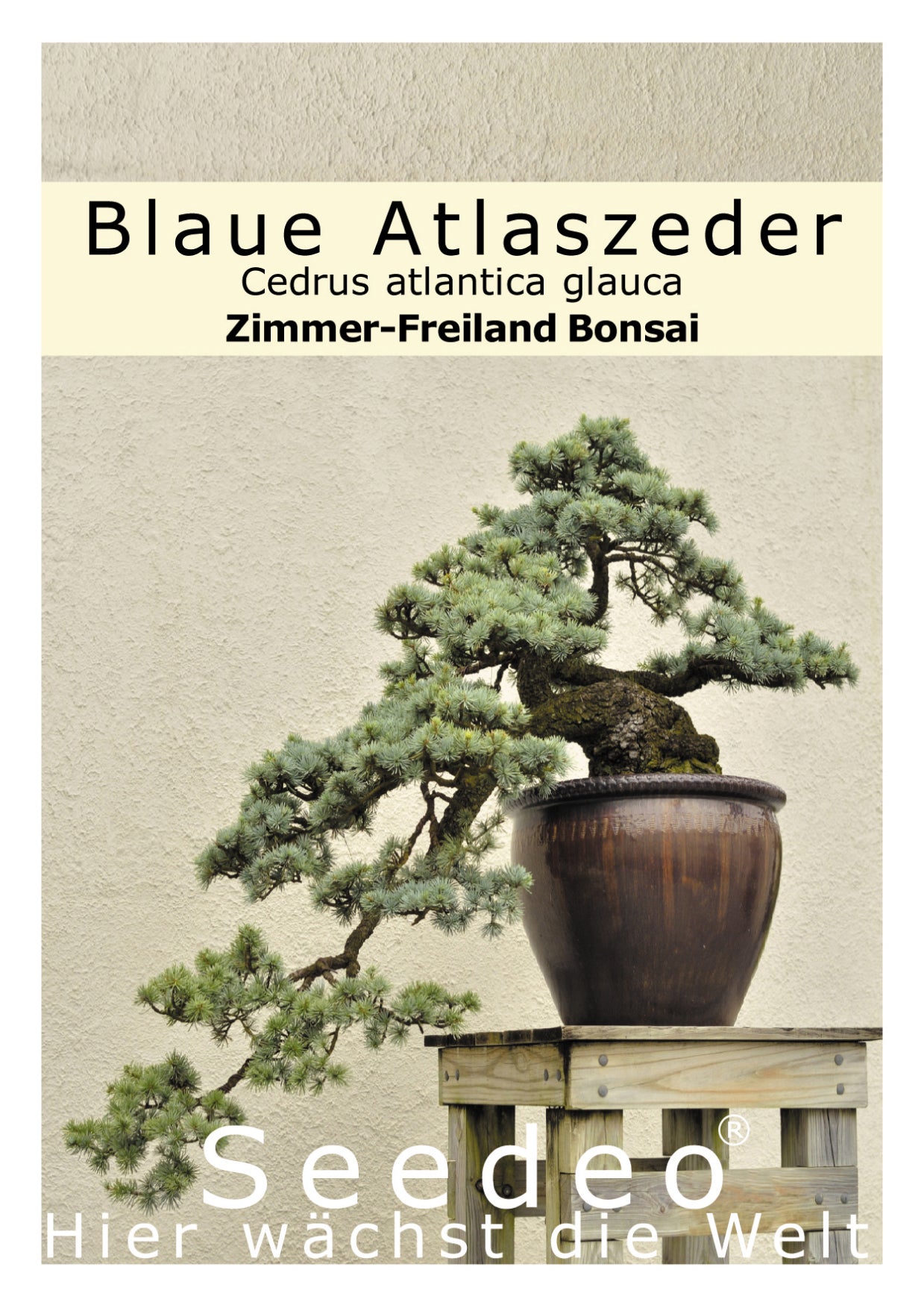 Seedeo® Blaue Atlas Zeder (Cedrus atlantica glauca) Bonsai 20 Samen