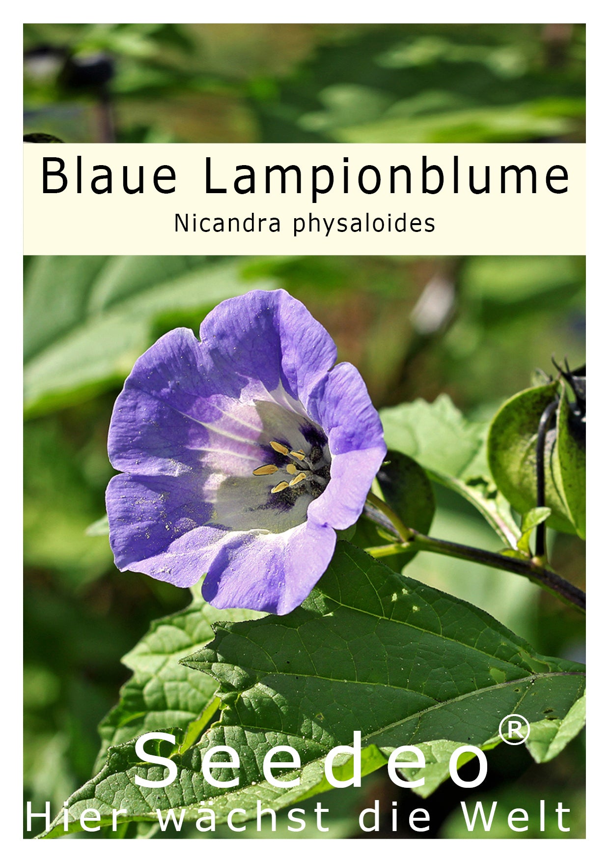 Seedeo® Blaue Lampionblume (Nicandra physaloides) 100 Samen