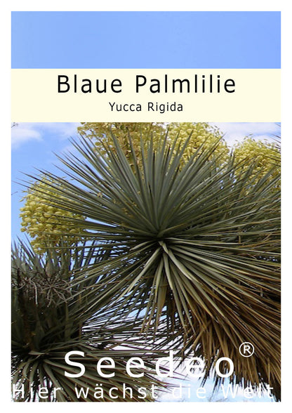 Seedeo® Blaue Palmlilie (Yucca Rigida) 20 Samen