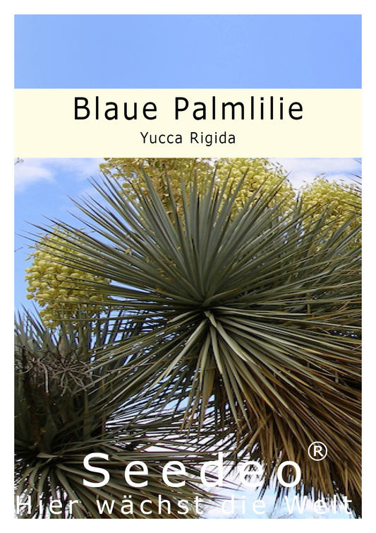 Seedeo® Blaue Palmlilie (Yucca Rigida) 20 Samen