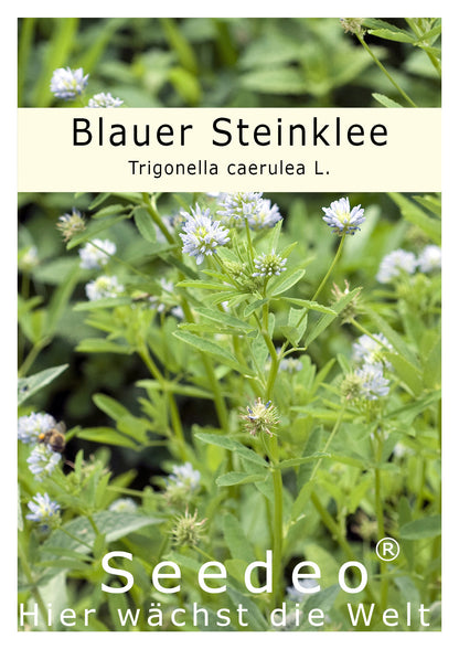 Seedeo® Blauer Steinklee  (Trigonella caerulea L.) 300 Samen
