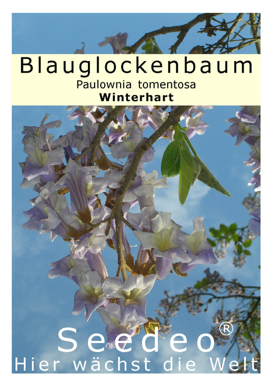 Seedeo® Blauglockenbaum - (Paulownia tomentosa)  200 Samen