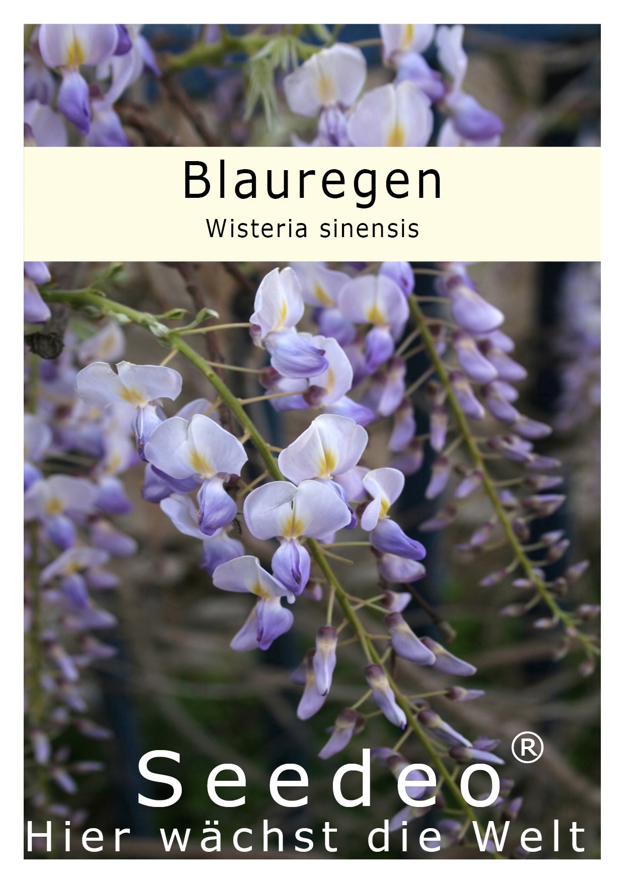 Seedeo® Blauregen (Wisteria sinensis) 8 Samen