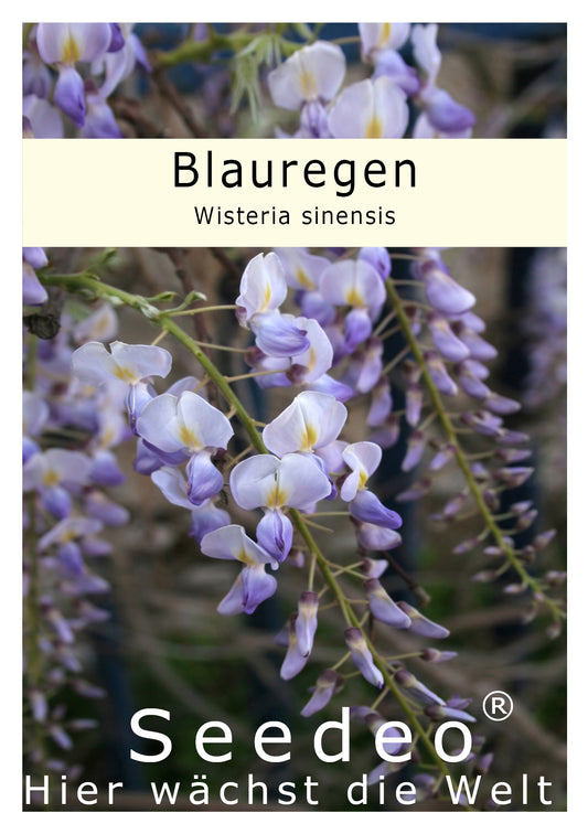 Seedeo® Blauregen (Wisteria sinensis) 8 Samen