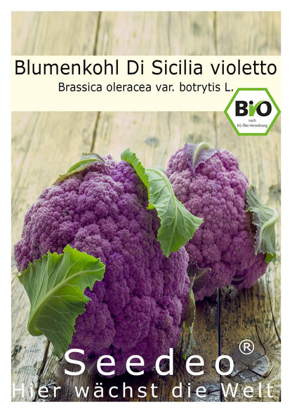 Seedeo® Blumenkohl Di Sicilia violetto (Brassica oleracea var. botrytis L.) 50 Samen BIO