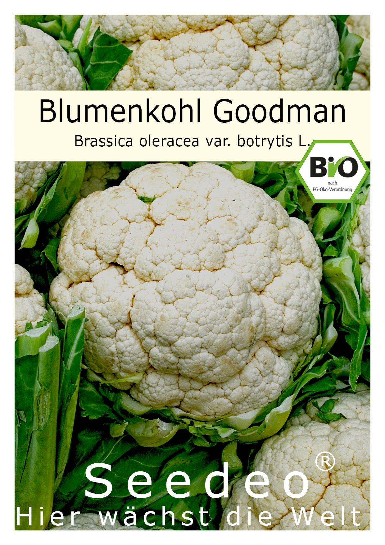 Seedeo® Blumenkohl / Karfiol Goodman (Brassica oleracea var. botrytis L.) 30 Samen BIO