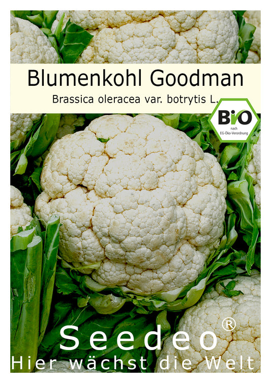 Seedeo® Blumenkohl / Karfiol Goodman (Brassica oleracea var. botrytis L.) 30 Samen BIO