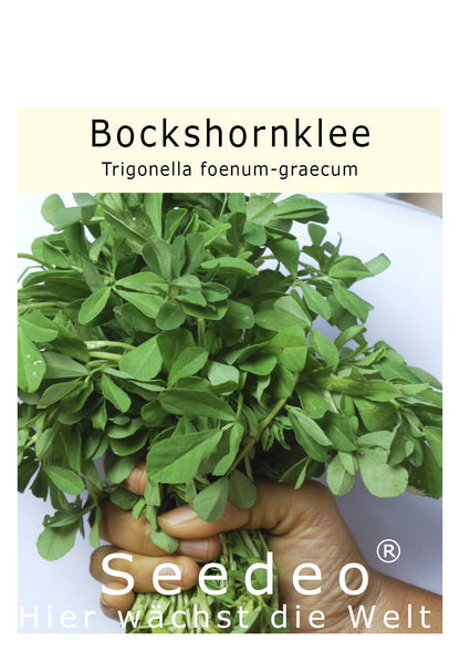 Seedeo® Bockshornklee (Trigonella foenum-graecum) 100 Samen