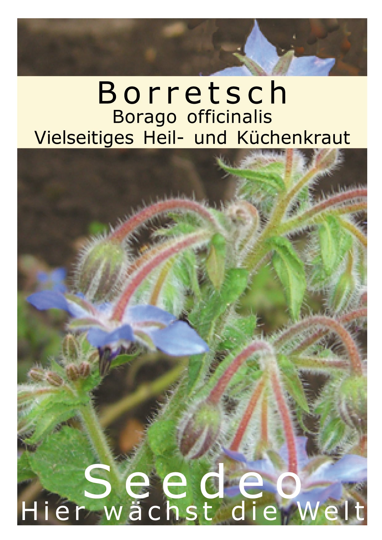 Seedeo® Borretsch (Borago officinalis) 100 Korn