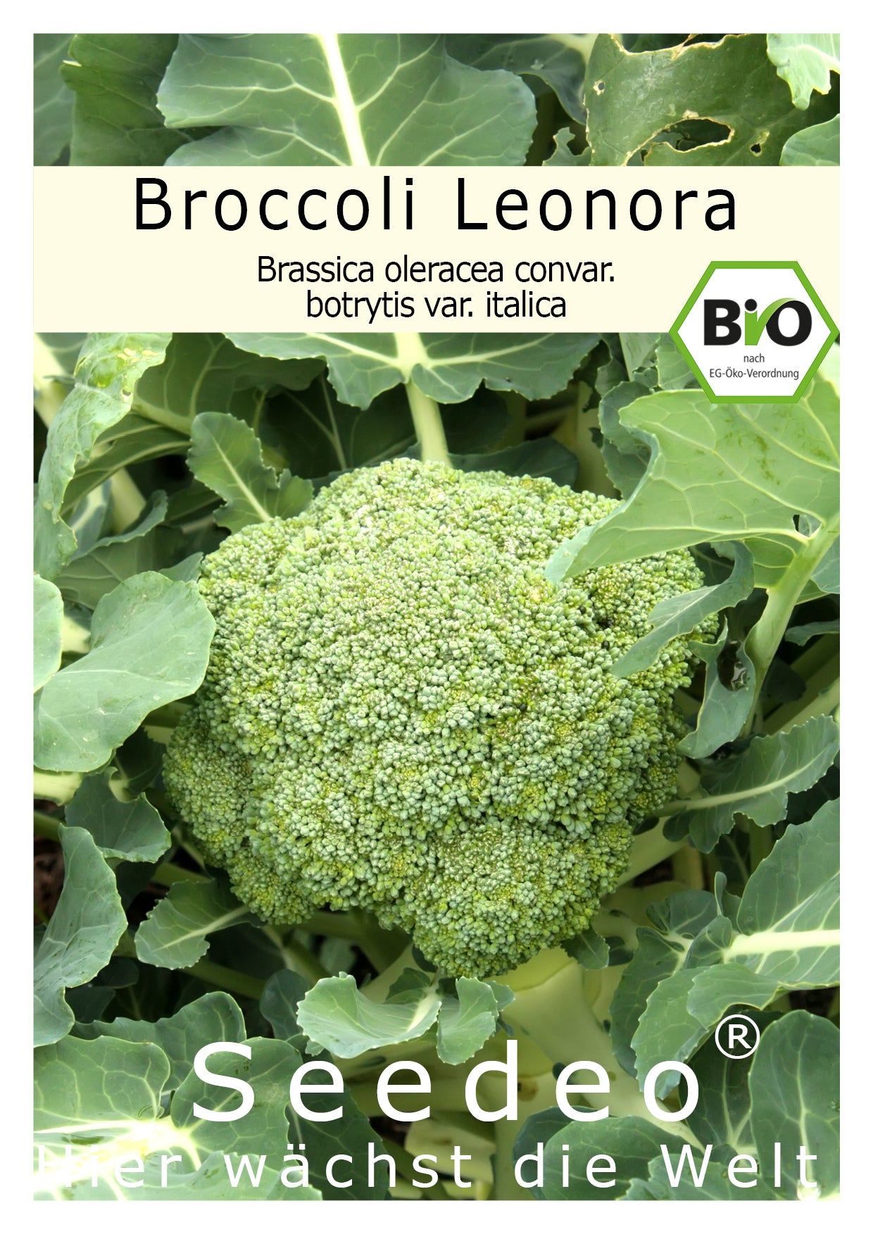 Seedeo® Broccoli Leonora (Brassica oleracea convar. botrytis var. italica) ca. 50 Samen BIO