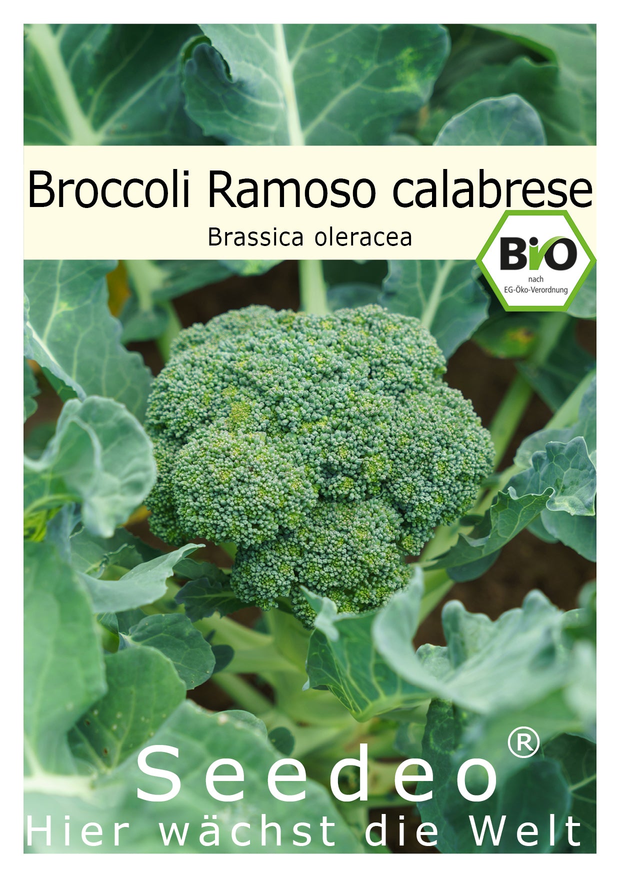 Seedeo® Broccoli Ramoso calabrese (Brassica oleracea convar. botrytis var. italica)  50 Samen BIO