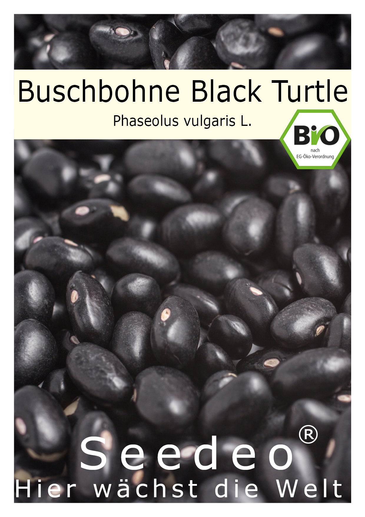 Seedeo® Buschbohne „Black Turtle“ (Phaseolus vulgaris L.) ca. 30 Samen BIO