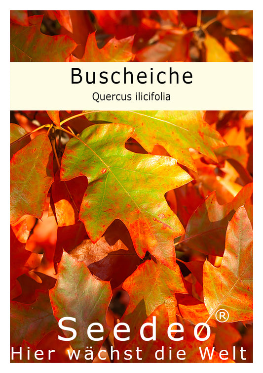 Seedeo® Buscheiche (Quercus ilicifolia) Pflanze ca. 30-55 cm hoch