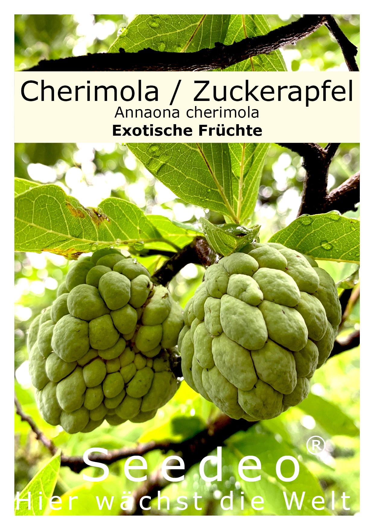 Seedeo® Cherimola/Zuckerapfel (Annona cherimola) 10 Samen