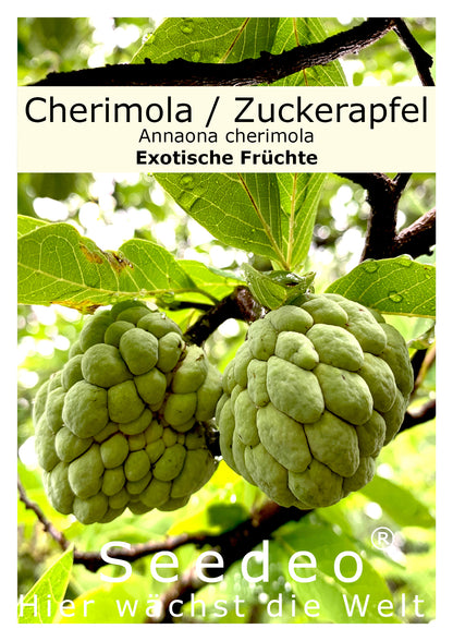 Seedeo® Cherimola/Zuckerapfel (Annona cherimola) 10 Samen