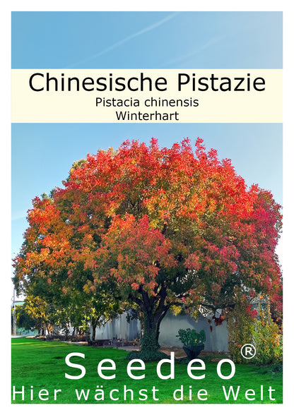 Seedeo® Chinesische Pistazie (Pistacia chinensis) ca. 20 - 30 cm hoch
