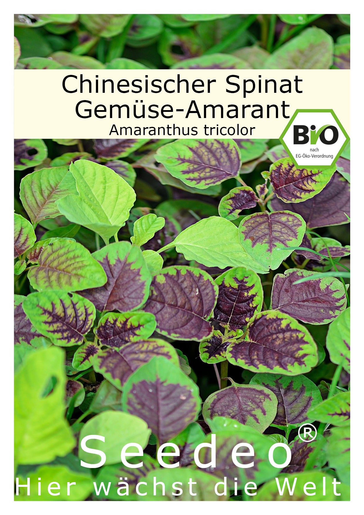 Seedeo® Chinesischer Spinat (Amaranthus tricolor) ca. 200 Samen BIO