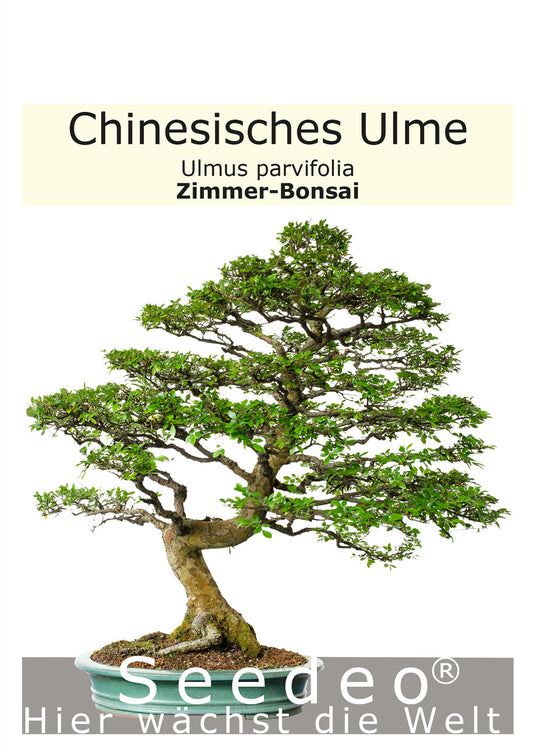 Seedeo® Chinesisches Ulme (Ulmus parvifolia) Bonsai 35 Samen