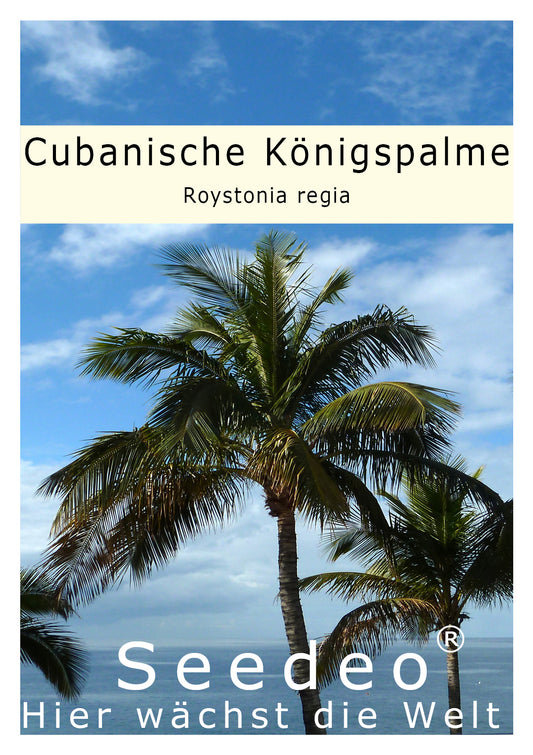 Seedeo® Cubanische Königspalme (Roystonia regia) 10 Samen