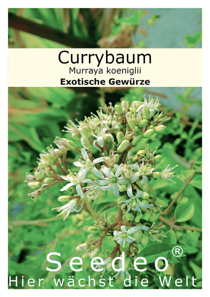 Seedeo® Currybaum/Curryblatt (Murraya koenigii) 10 Samen