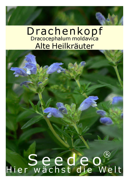 Seedeo® Drachenkopf (Dracocephalum moldavica) 200 Samen