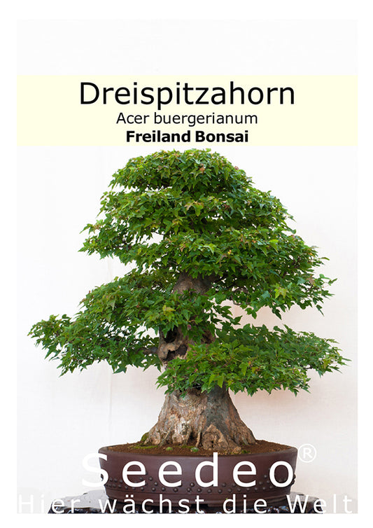 Seedeo® Dreispitzahorn (Acer buergerianum) Bonsai 50 Samen