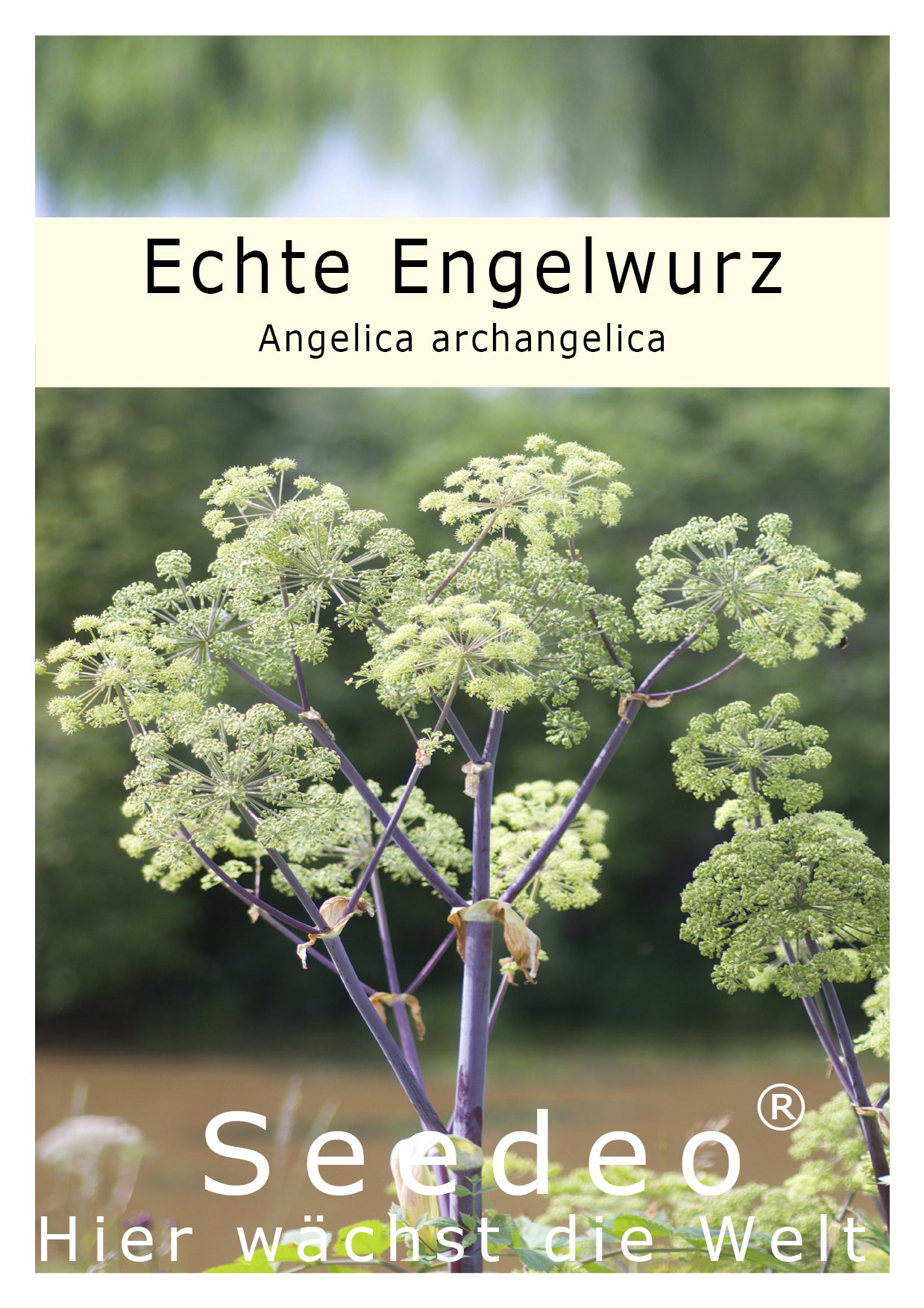 Seedeo® Echte Engelwurz (Angelica archangelica) 100 Samen