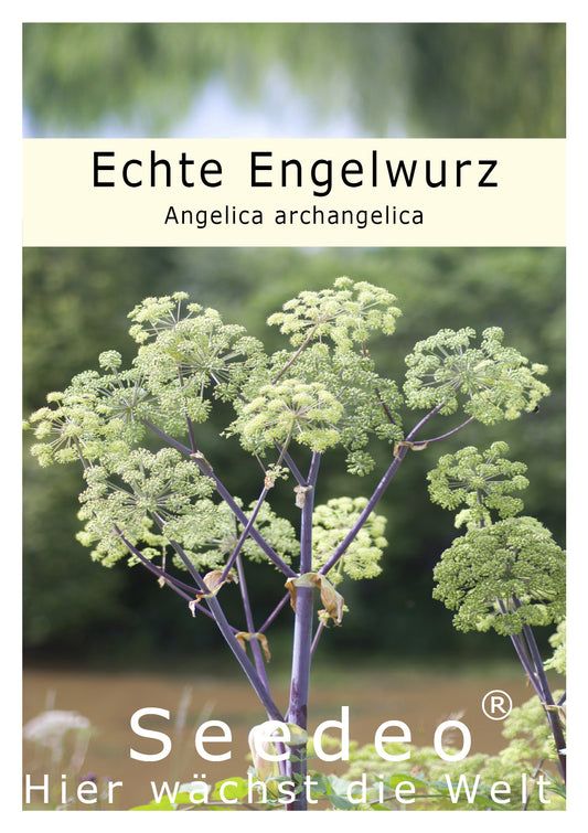 Seedeo® Echte Engelwurz (Angelica archangelica) 100 Samen