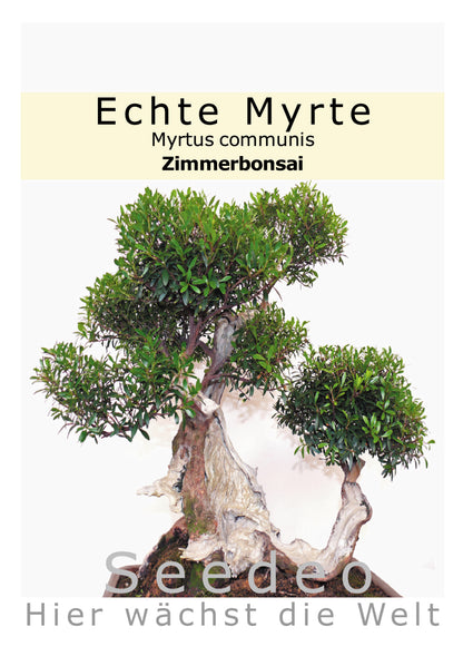 Seedeo® Echte Myrte Bonsai 30 Samen
