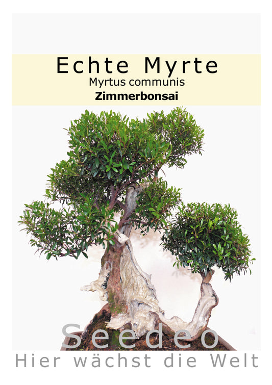 Seedeo® Echte Myrte Bonsai 30 Samen