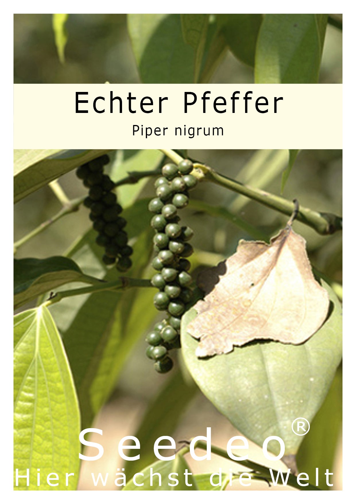 Seedeo® Echter Pfeffer (Piper nigrum) 20 Samen