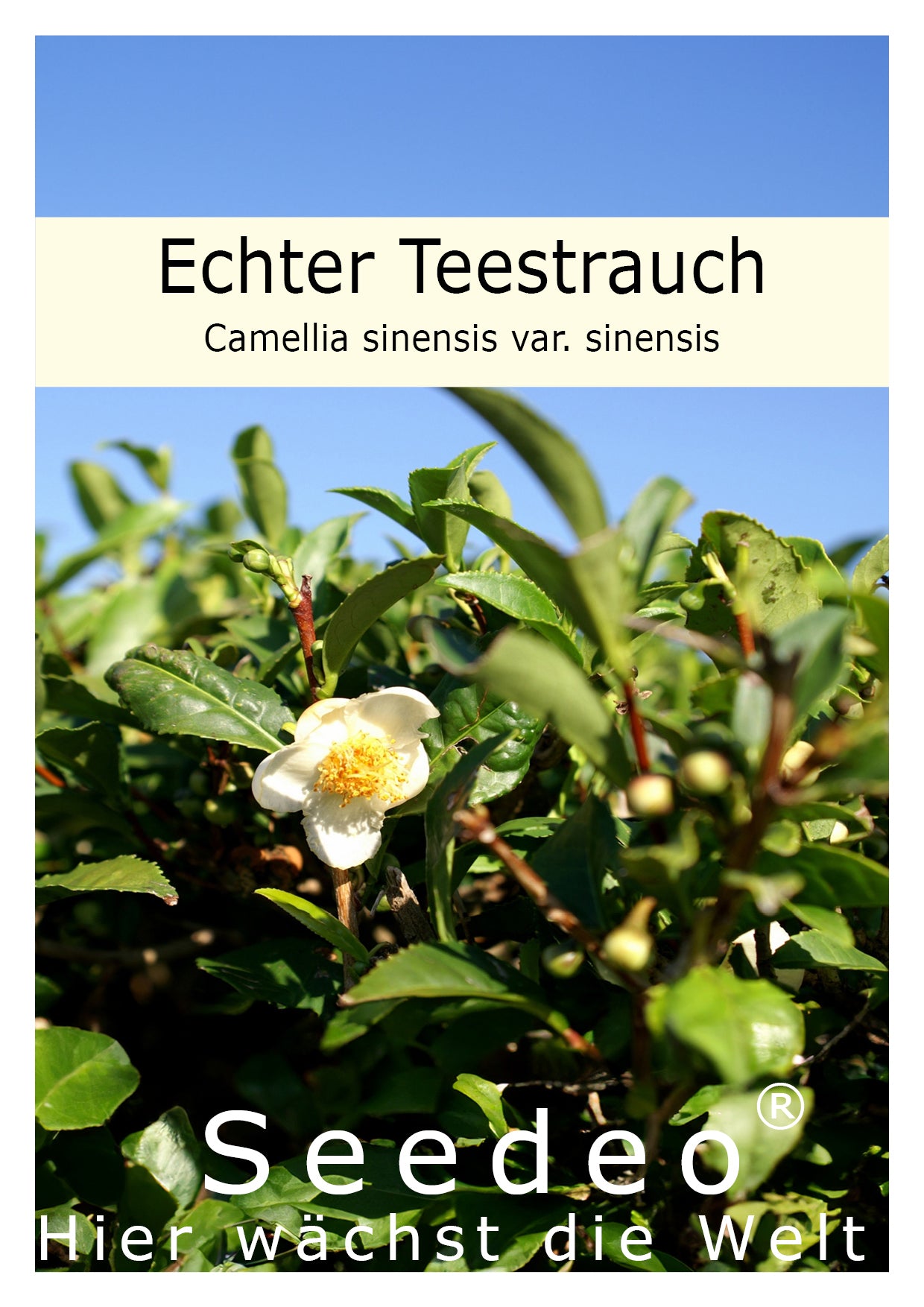 Seedeo® Echter Teestrauch (Camelia sinensis VAR. sinensis)  7 Samen