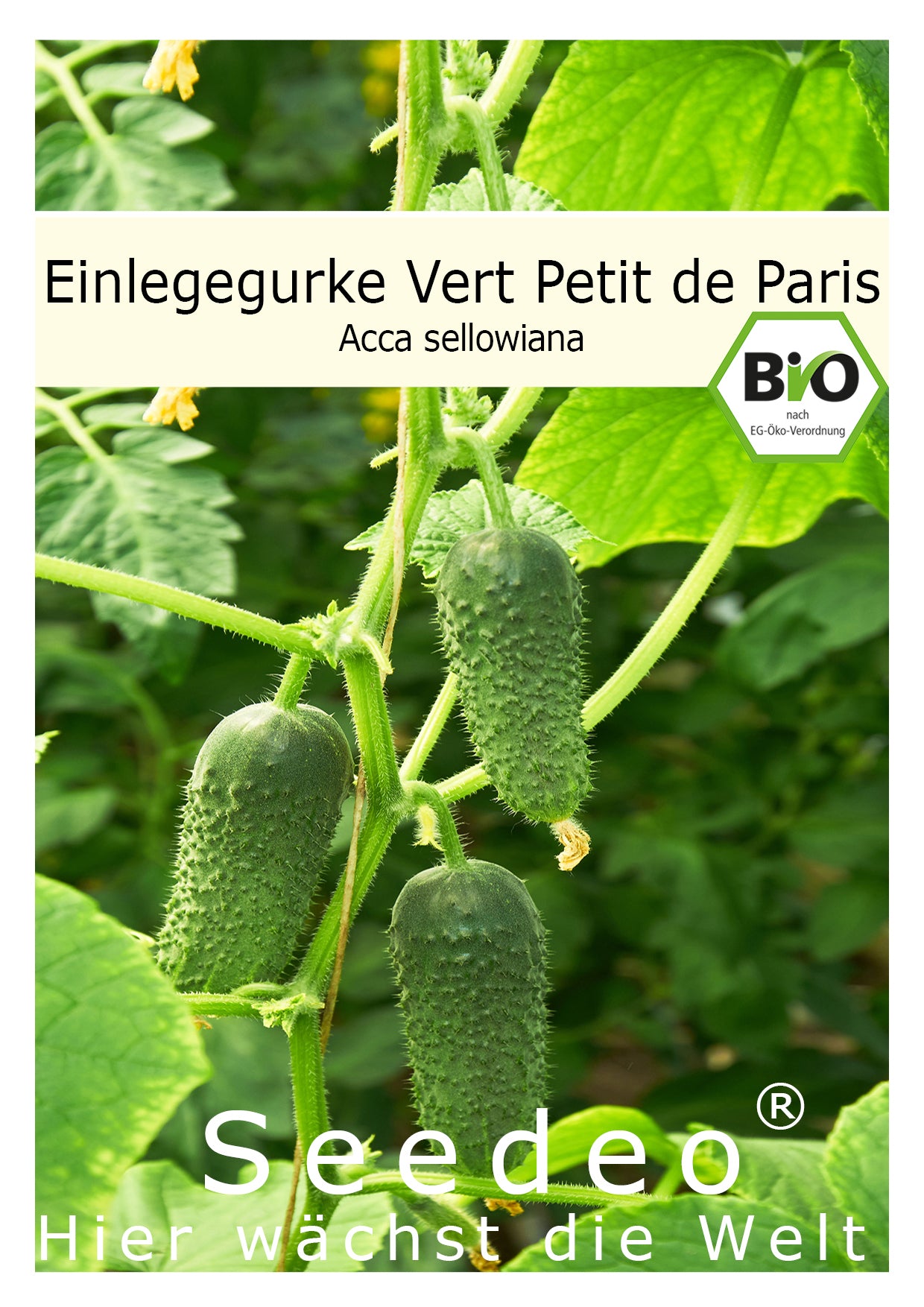 Seedeo® Einlegegurke Vert Petit de Paris  ( Cucumis sativus L.)  30 Samen BIO