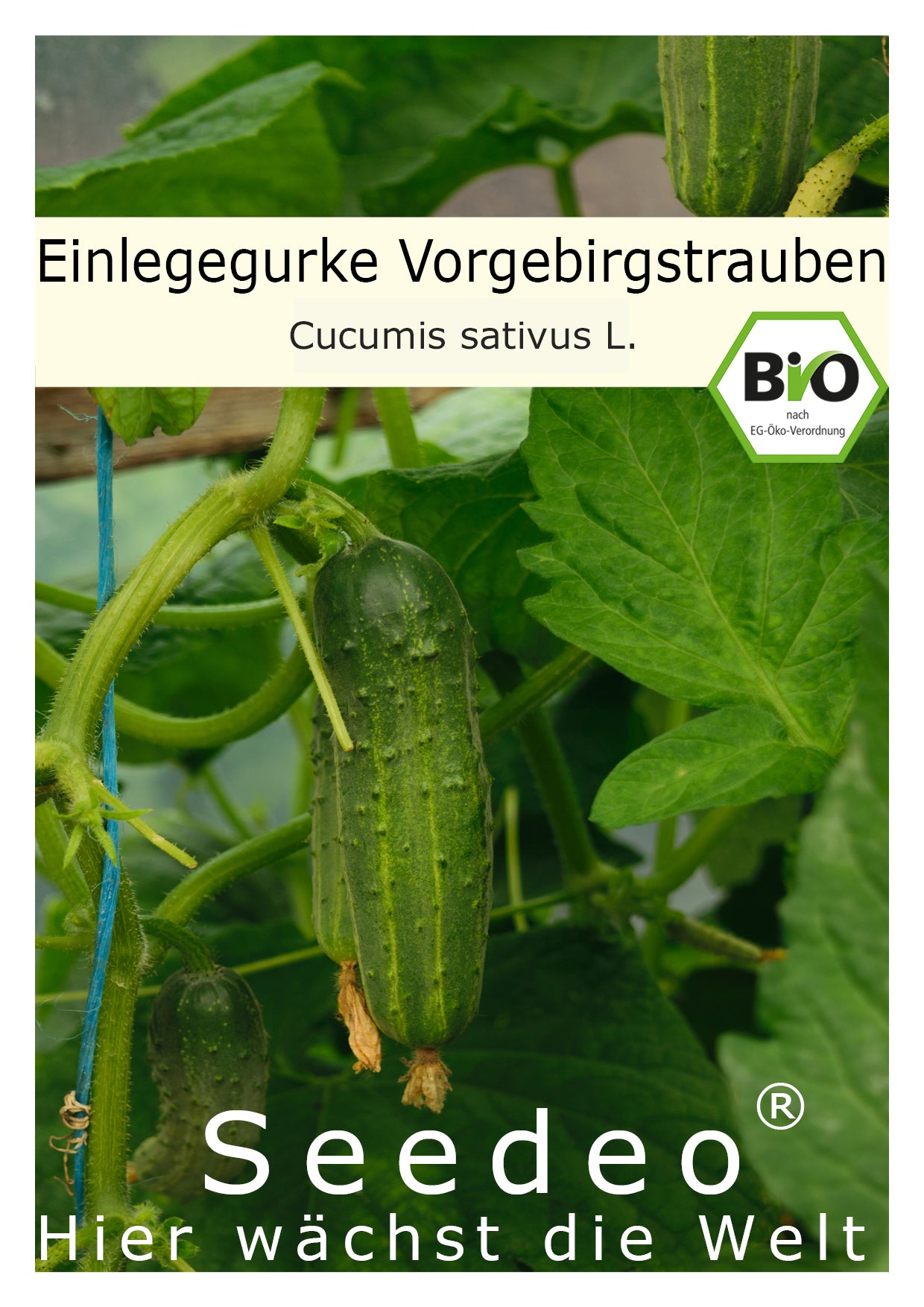 Seedeo® Einlegegurke / Gurke  Vorgebirgstrauben (Cucumis sativus L.) ca. 30 Samen BIO