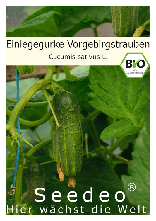 Seedeo® Einlegegurke / Gurke  Vorgebirgstrauben (Cucumis sativus L.) ca. 30 Samen BIO
