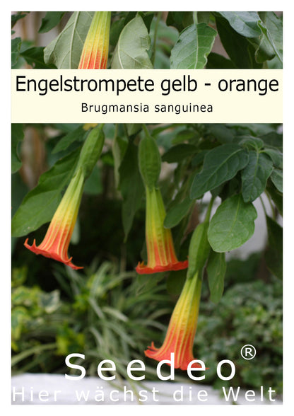 Seedeo® Engelstrompete gelb - orange - Brugmansia sanguinea 10 Samen