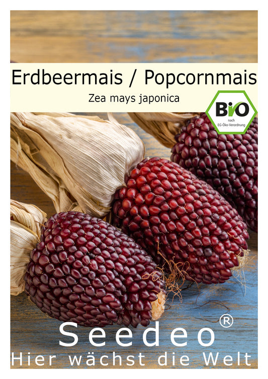 Seedeo® Erdbeermais, Popcornmais (Zea mays  japonica) ca. 20 Samen BIO
